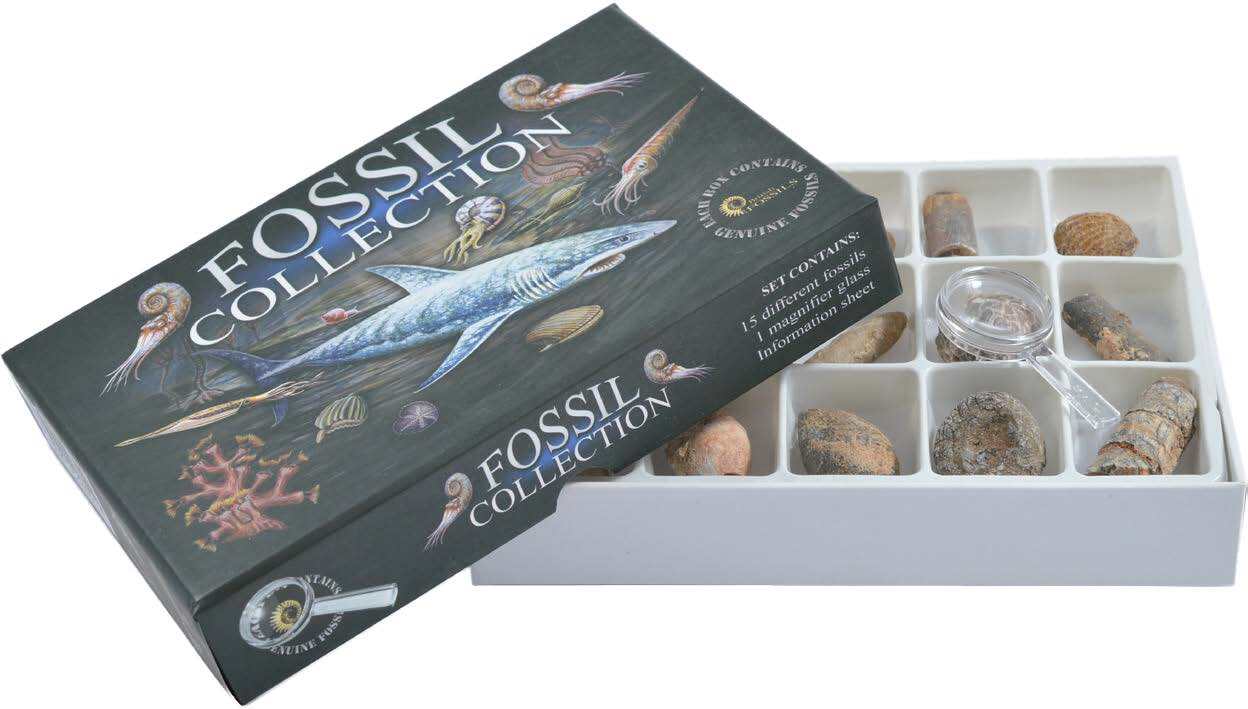 Fossil Collection Kit additional image