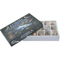 Fossil Collection Kit additional image