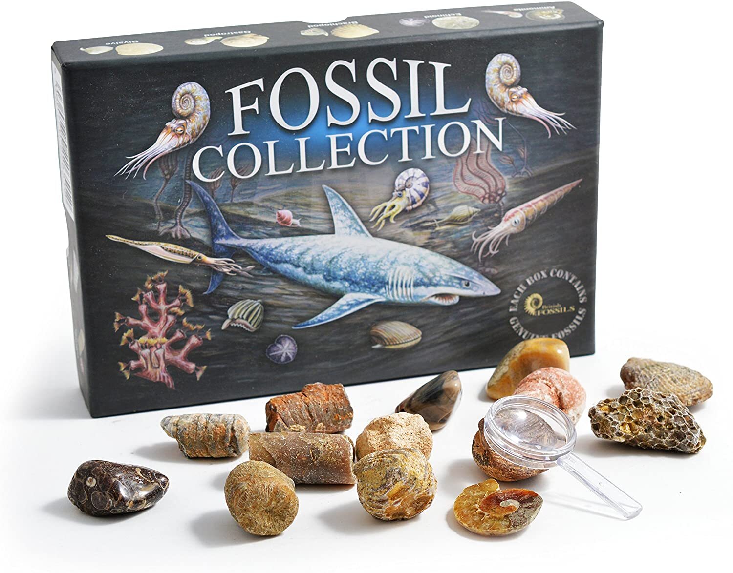 Fossil Collection Kit additional image