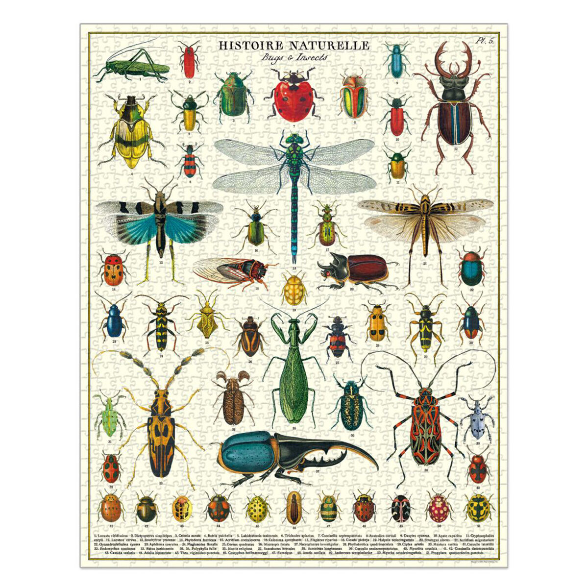 Bugs and Insects Vintage 1000pc Jigsaw Puzzle additional image