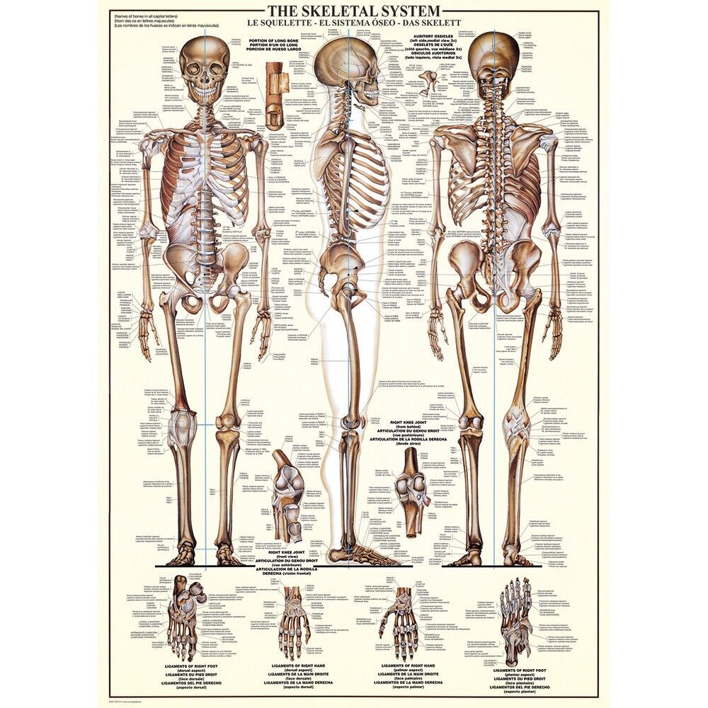 Skeletal System 1000pc Jigsaw Puzzle additional image