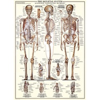 Skeletal System 1000pc Jigsaw Puzzle additional image