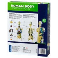 Human Body Anatomy Model additional image