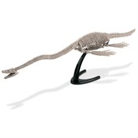 Elasmosaurus Excavation kit additional image