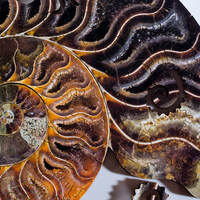 Ammonite Wooden Puzzle additional image