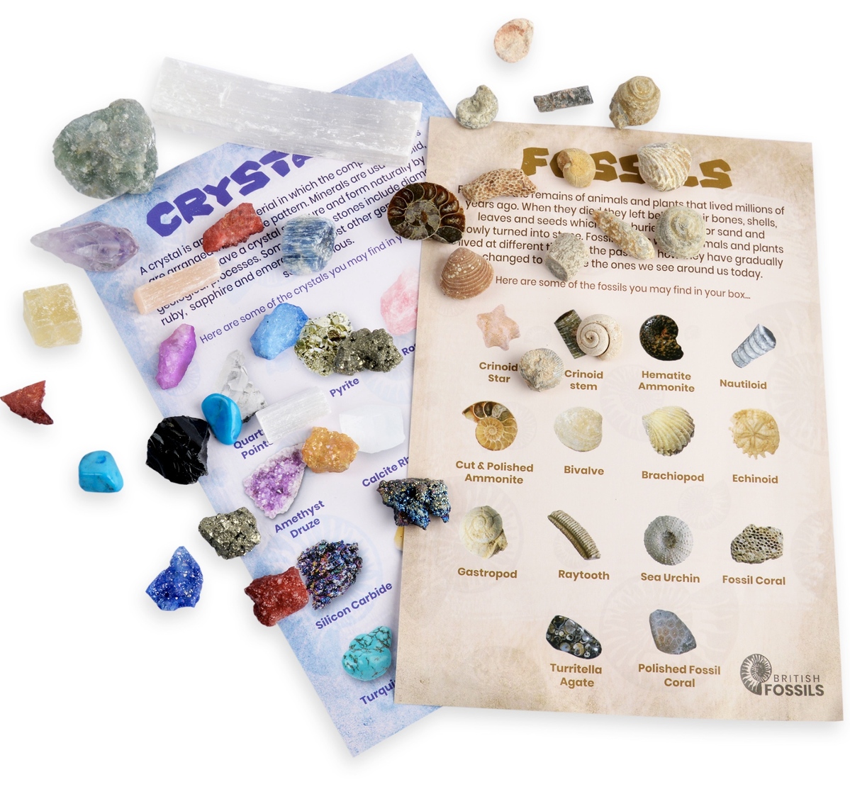 Fossil and Mineral Discovery Box additional image