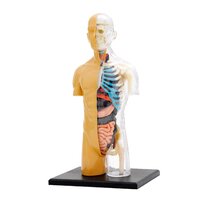 Human Body Anatomy Model additional image