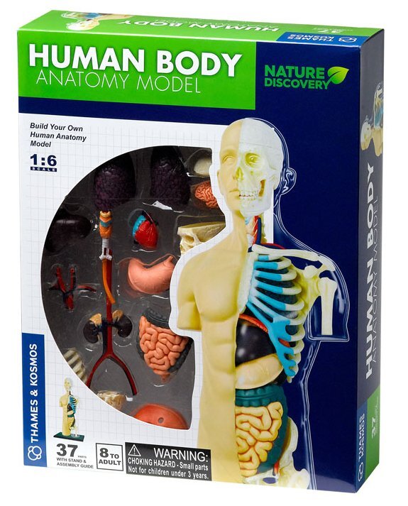 Human Body Anatomy Model image