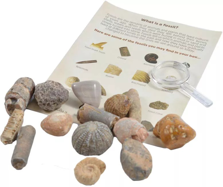 Fossil Collection Kit image