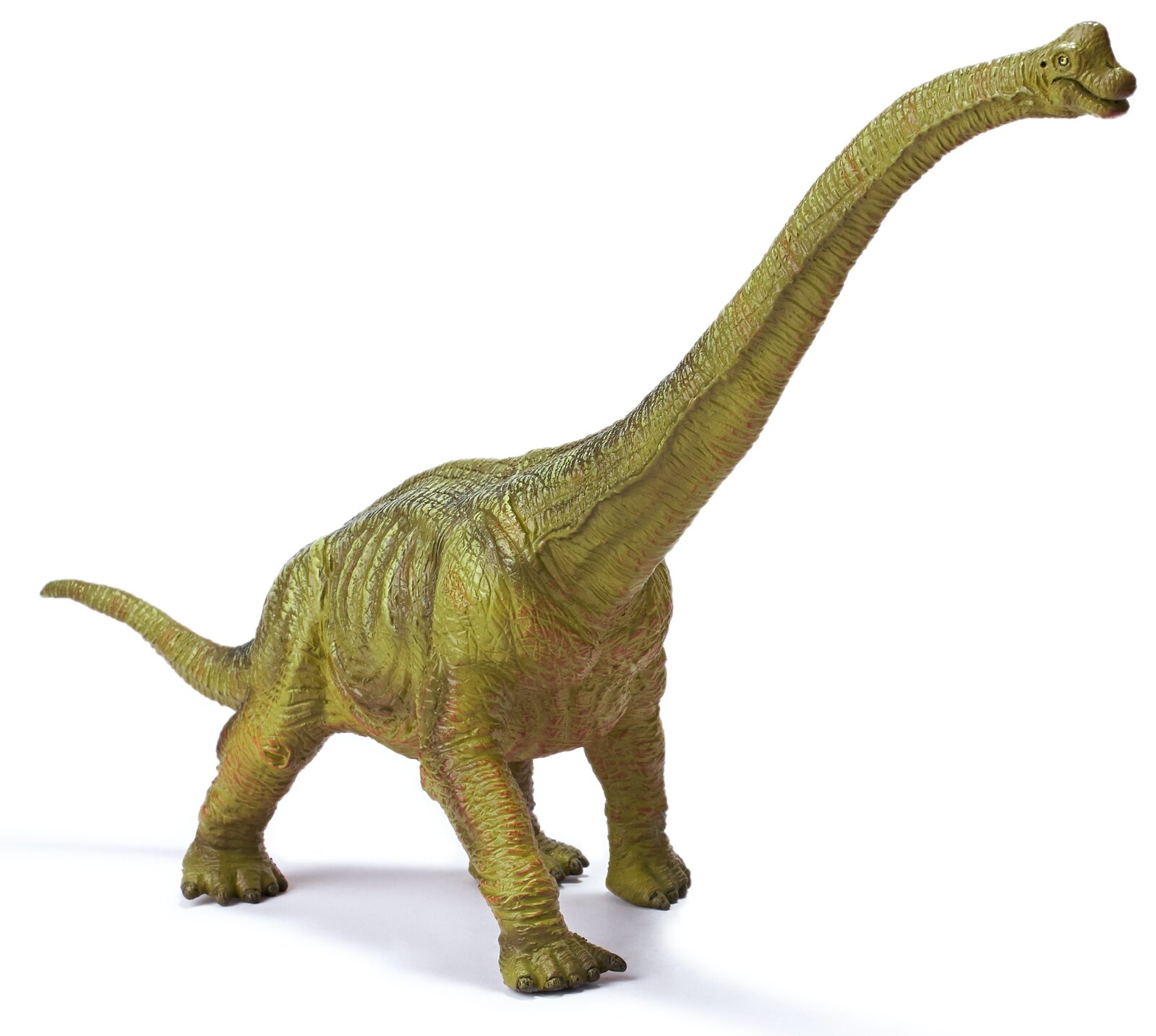 Brachiosaurus image