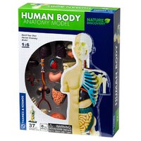 Human Body Anatomy Model Product main image