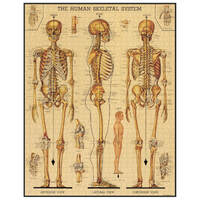 Skeletal System Vintage 1000pc Puzzle Product main image